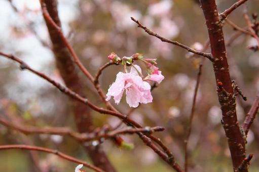 十月桜の花 ジュウガツザクラ,バラ科,11月の写真素材