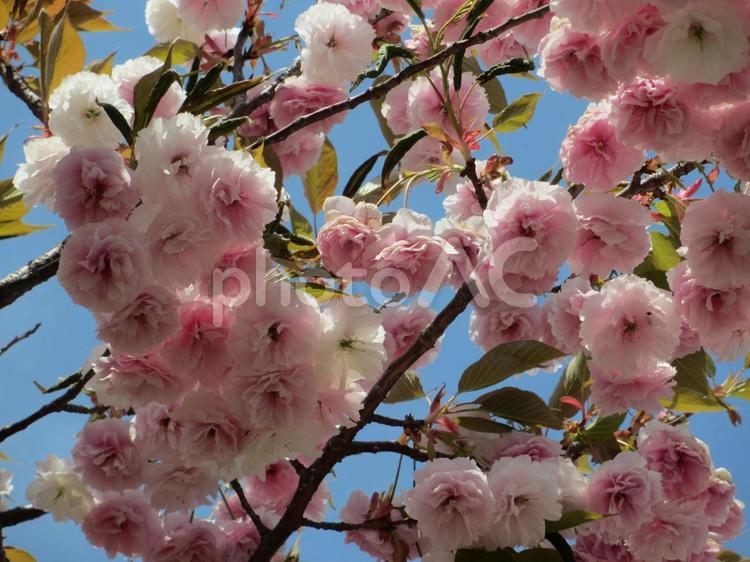 ピンクの桜　桜背景 桜,さくら,サクラの写真素材
