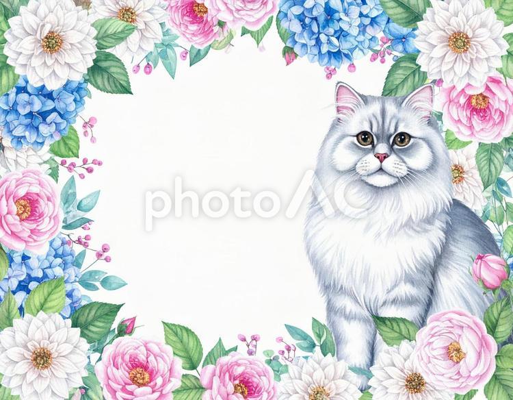 ペルシャ猫と花のフレーム 猫,花,フレームの写真素材