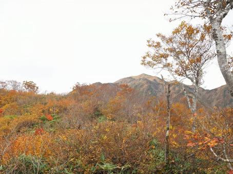 紅葉(越後三山・越後駒ヶ岳) 紅葉(越後三山・越後駒ヶ岳) 紅葉,秋,10月の写真素材
