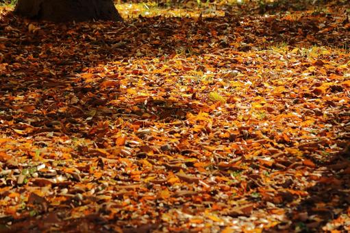 落葉 落葉,落ち葉,葉っぱの写真素材