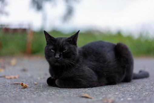 緑の瞳の黒猫 猫,黒猫,動物の写真素材