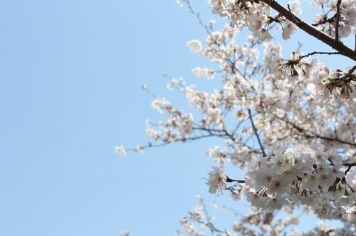 Cherry blossoms spring sky, JPG Cherry blossoms spring sky, JPG