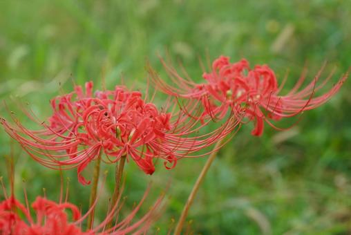 北嵯峨の彼岸花 北嵯峨の彼岸花 9月,秋,赤の写真素材