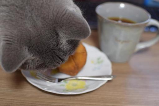 シャルトリュー　堂々と盗み食い 猫,シャルトリュー,盗み食いの写真素材