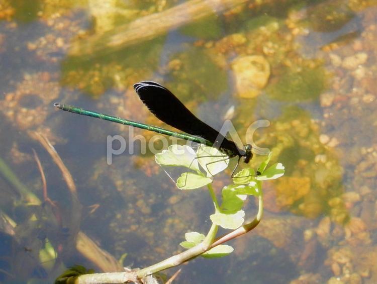 【昆虫写真】ハグロトンボ（羽黒蜻蛉） ハグロトンボ,羽黒蜻蛉,生き物の写真素材