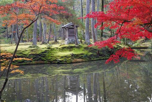 苔寺の紅葉 11月,秋,洛西の写真素材