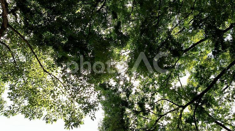 木漏れ日 木々,木の間,木漏れ日の写真素材
