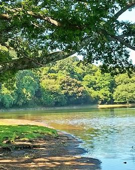 暑い夏の一碧湖風景 25 暑い夏の一碧湖風景 25 一碧湖,木洩れ日,自然の写真素材