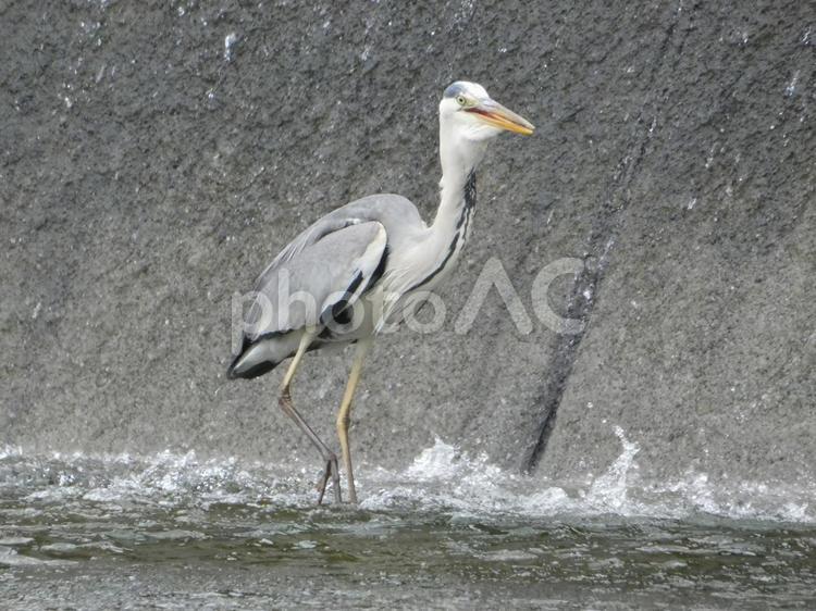 魚を呑み込んだアオサギ 鳥,野鳥,アオサギの写真素材