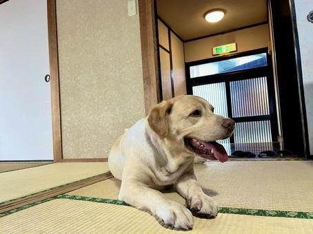 畳でくつろぐ麦ちゃん 畳でくつろぐ麦ちゃん 犬,ラブラドール,畳の写真素材