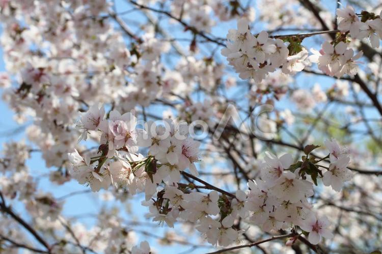 エゾヤマザクラ エゾヤマザクラ,サクラ,桜の写真素材