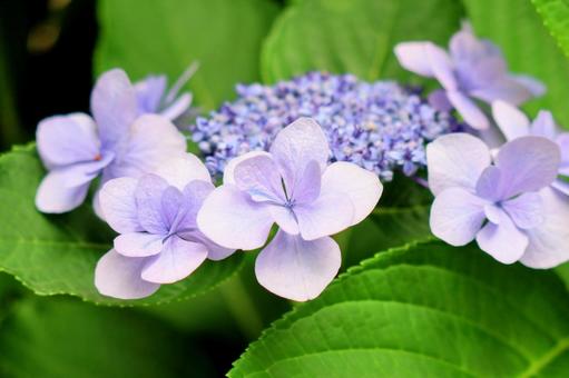 あじさい  hydrangeaの写真