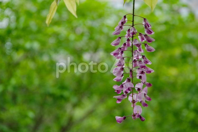 藤の花が美しく垂れる 藤の花,六本木,季節の写真素材