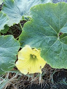 葉っぱ43 自然,屋外で,草の写真素材