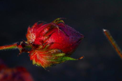 赤いつぼみの綿花 赤いつぼみの綿花 木綿,綿,花の写真素材