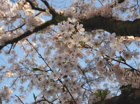 青空に咲く桜の写真
