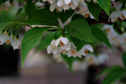 花咲くエゴノキ 花咲くエゴノキの写真