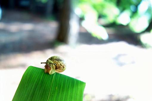 カタツムリ カタツムリの写真