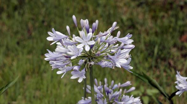 アガパンサス アガパンサス アガパンサス,agapanthus,ムラサキクンシランの写真素材