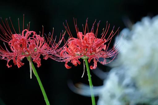 激情之花, JPG 激情之花, higambana, cluster amaryllis, flower, JPG
