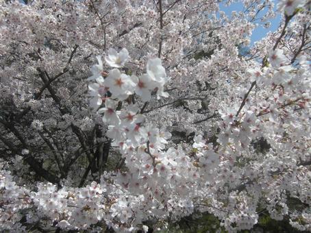 桜 桜の写真