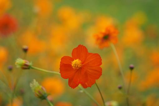きれいなコスモスの写真