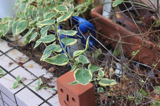 道端の草 道端の草の写真