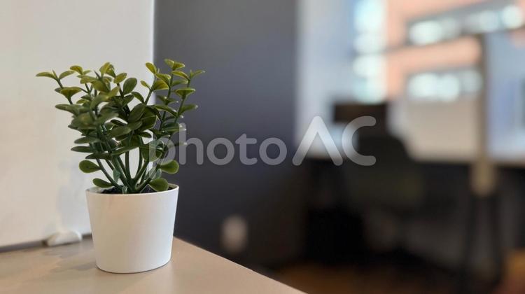 自然を仕事場に：緑のひととき 観葉植物,オフィス,机の写真素材