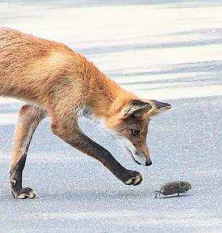 キタキツネとネズミ キタキツネとネズミ キタキツネ,動物,ネズミの写真素材