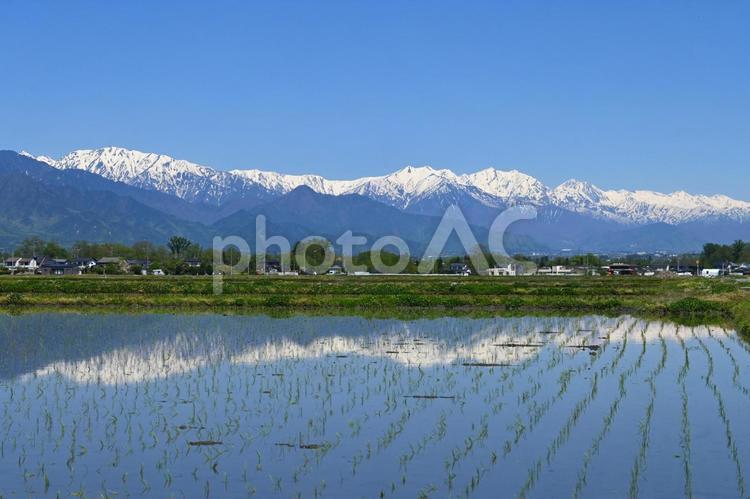 信州安曇野 水田に映る残雪の北アルプス 北アルプス,長野県,安曇野市の写真素材