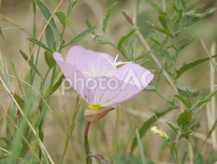 【花の写真】ヒルザキツキミソウ ヒルザキツキミソウ,昼咲月見草,ツキミソウの写真素材