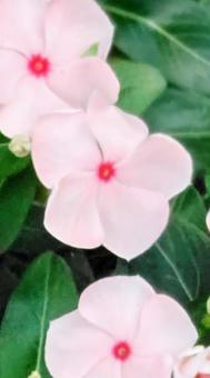 ピンクの花」 ピンクの花」の写真