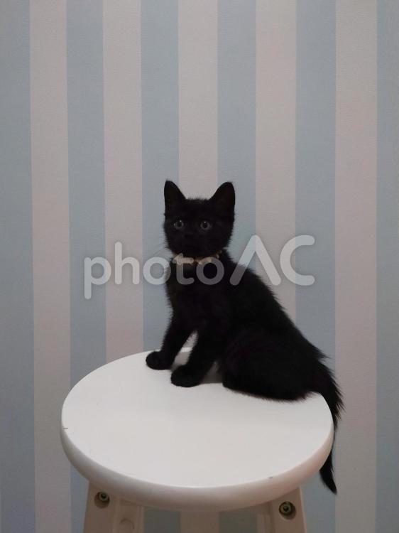 ポーズをとるかわいい黒猫 猫,ネコ,ねこの写真素材