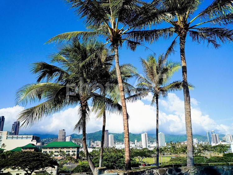 ハワイの風景 hawaii,ホノルル,椰子の木の写真素材
