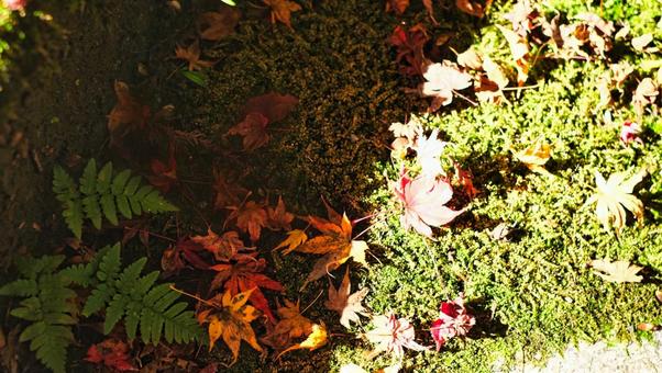 夕方の日差しが落ち葉に反射している 自然,葉っぱ,植物の写真素材