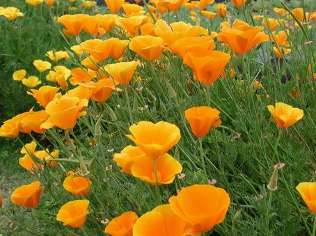 ハナビシソウ　咲く風景 ハナビシソウ,鮮やかな,オレンジ色の写真素材