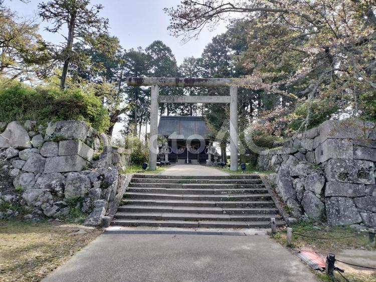 青山神社　篠山城址内 青山神社,神社,鳥居の写真素材