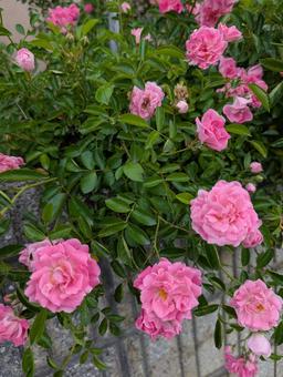 薔薇 薔薇 ばら,薔薇,バラの写真素材