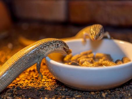 A large-legged skink eating food, large-legged dragon, white-spotted dragon, a lizard, JPG