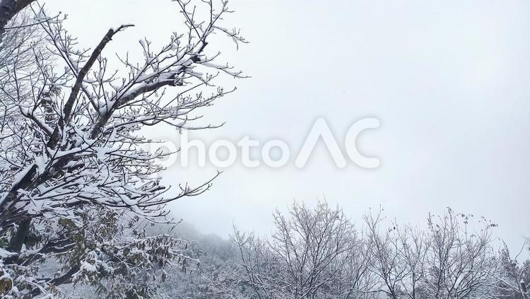 冬のイメージ「2」 冬,雪,雪持の写真素材