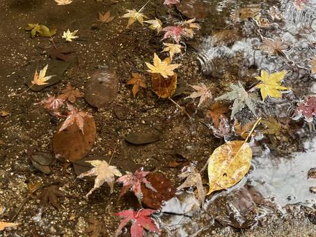 水に浮かぶ落ち葉 アップ 水に浮かぶ落ち葉 アップ 落ち葉,川,浮かぶの写真素材