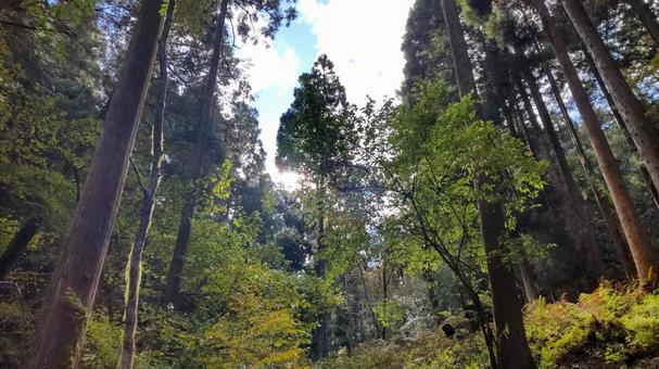 Photo, forest, woods, sunbeams leaves, 