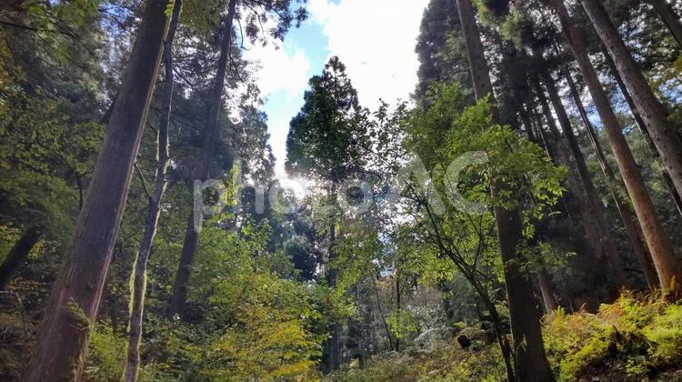 森林に差し込む光 森林,森,木漏れ日の写真素材