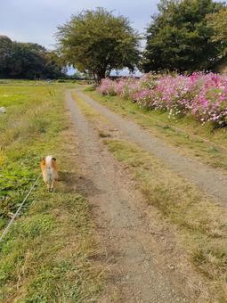コスモス畑をお散歩する柴犬! コスモス畑をお散歩する柴犬! 犬,シバ,柴犬の写真素材