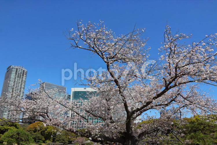 ４月上旬の東京浜離宮恩賜庭園の桜 高層ビル,ビル群,春の写真素材