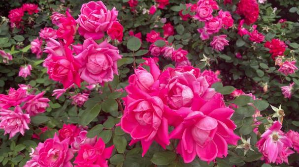 満開の薔薇 満開の薔薇 薔薇,バラ,花の写真素材
