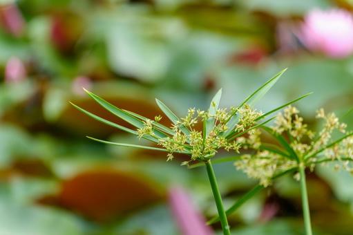 水辺に揺れる5月のカヤツリグサ 水辺に揺れる5月のカヤツリグサ カヤツリグサ,水辺,緑の写真素材