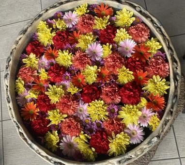 Photo, flower water, multicolored flowers, flower art, 
