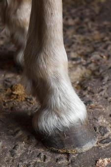 馬の蹄 両足 ピンボケ 馬の蹄 両足 ピンボケの写真